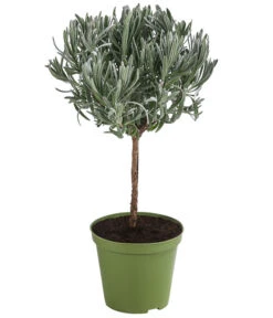 Deutschland Genussgarten Verkaufs-Shop 5 Dehner Gourmet Garten Lavendel, Hochstamm