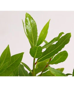 Echter Lorbeer -Deutschland Genussgarten Verkaufs-Shop 8609943 PR DE 001 LaurusNobilisKuechenlorbeerLorbeerSaemlingT9DehnerExpressHerzig