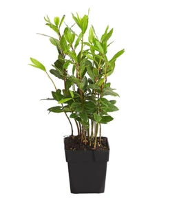 Deutschland Genussgarten Verkaufs-Shop 23 Echter Lorbeer