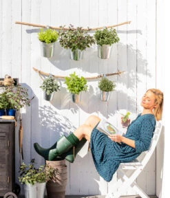 Bio Rosmarin -Deutschland Genussgarten Verkaufs-Shop 8610123 WE MO 001 Oregano Kraeuter 2