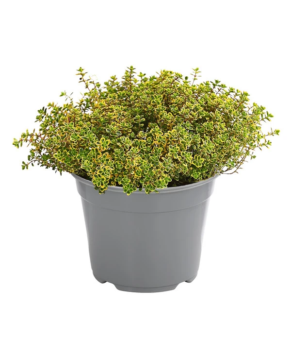Dehner Gourmet Garten Zitronen-Thymian 1 Dehner Gourmet Garten Zitronen-Thymian