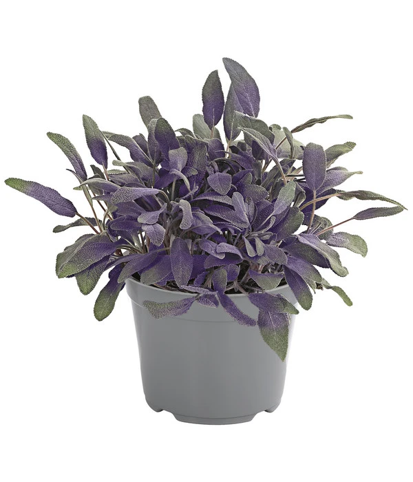 Dehner Gourmet Garten Purpursalbei 1 Dehner Gourmet Garten Purpursalbei