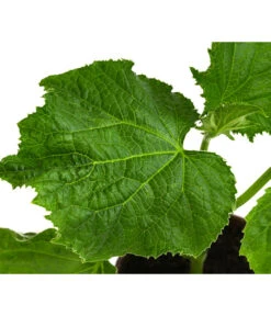 Bio Schlangengurke Im Pottburri®-Topf -Deutschland Genussgarten Verkaufs-Shop 8611287 WE DE 001 BioPBSchlangengurke