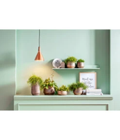 Korallenkaktus - Rhipsalis 'Red Coral' -Deutschland Genussgarten Verkaufs-Shop 8611477 PR MO 001 Rhipsalis GC20