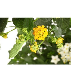 Wandelröschen, Bepflanzt -Deutschland Genussgarten Verkaufs-Shop 8616369 PR DE 001 LantanaBepflanztT27DehnerExpressHerzig