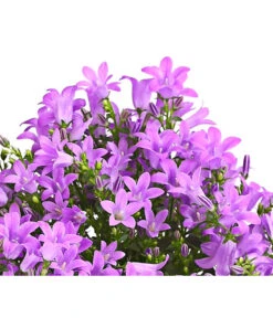 Polster-Glockenblume 'Ocean', 6er Schale 5 Polster-Glockenblume 'Ocean', 6er Schale -Deutschland Genussgarten Verkaufs-Shop 8618407 WE DE 001 GlockenblumeCampanulaBlau