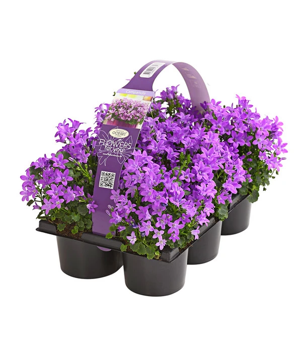 Polster-Glockenblume 'Ocean', 6er Schale 1 Polster-Glockenblume 'Ocean', 6er Schale
