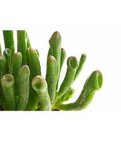 Geldbaum - Crassula Ovata 'Green Star' 3 Geldbaum - Crassula Ovata 'Green Star' -Deutschland Genussgarten Verkaufs-Shop 8619264 PR DE 001 CrassulaOvataGreenStarT6DehnerExpressHerzig