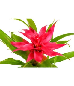 Guzmanie - Guzmania Cultivars 'Deseo' -Deutschland Genussgarten Verkaufs-Shop 8620577 PR DE 001 GuzmanieGuzmaniaDeseoPinkT12DehnerExpressHerzig