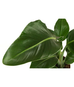 Baumstrelitzie - Strelitzia Nicolai 7 Baumstrelitzie - Strelitzia Nicolai -Deutschland Genussgarten Verkaufs-Shop 8622763 WE DE 001 StrelitziaNicolaiT17DehnerExpressHerzig