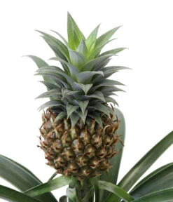 Ananaspflanze - Ananas Comosus, In Keramik 7 Ananaspflanze - Ananas Comosus, In Keramik -Deutschland Genussgarten Verkaufs-Shop 8627978 WE DE 001 AnanaspflanzeInKeramik