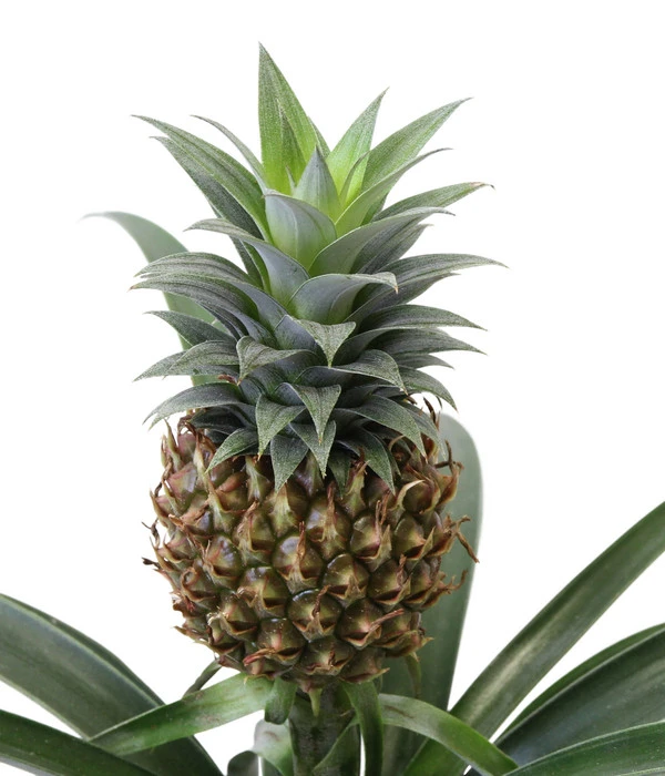 Ananaspflanze - Ananas Comosus, In Keramik 4 Ananaspflanze - Ananas Comosus, In Keramik – Bild 4