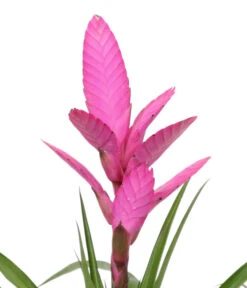 Tillandsie - Tillandsia Cyanea 'Antonio', In Keramik -Deutschland Genussgarten Verkaufs-Shop 8628000 WE DE 001 TillandsieInKeramikWeiss