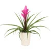 Tillandsie - Tillandsia Cyanea 'Antonio', In Keramik