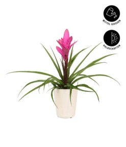 Tillandsie - Tillandsia Cyanea 'Antonio', In Keramik -Deutschland Genussgarten Verkaufs-Shop 8628000 WE IG 003 TillandsieInKeramikWeiss