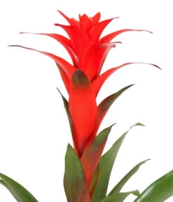 Guzmanie - Guzmania Calypso, In Keramik -Deutschland Genussgarten Verkaufs-Shop 8628018 WE DE 001 GuzmaniaCalypsoInKeramik