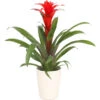 Guzmanie - Guzmania Calypso, In Keramik