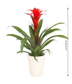 Guzmanie - Guzmania Calypso, In Keramik -Deutschland Genussgarten Verkaufs-Shop 8628018 WE FS 003 GuzmaniaCalypsoInKeramik