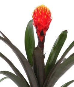 Guzmanie - Guzmania 'Tala', In Keramik 7 Guzmanie - Guzmania 'Tala', In Keramik -Deutschland Genussgarten Verkaufs-Shop 8628034 WE DE 001 GuzmaniaTalaInKeramik