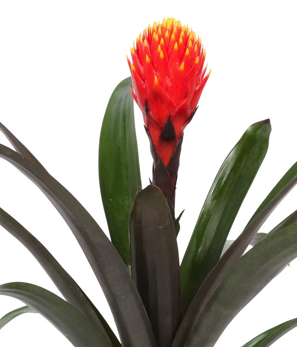 Guzmanie - Guzmania 'Tala', In Keramik 4 Guzmanie - Guzmania 'Tala', In Keramik – Bild 4