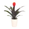 Guzmanie - Guzmania 'Tala', In Keramik