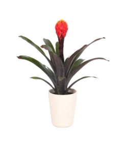 Guzmanie - Guzmania 'Tala', In Keramik