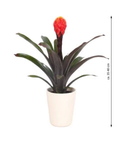 Guzmanie - Guzmania 'Tala', In Keramik 6 Guzmanie - Guzmania 'Tala', In Keramik -Deutschland Genussgarten Verkaufs-Shop 8628034 WE FS 003 GuzmaniaTalaInKeramik