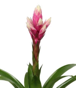 Bromelien-Set, 4-teilig -Deutschland Genussgarten Verkaufs-Shop 8628042 WE DE 002 BromelienRoyal4Set