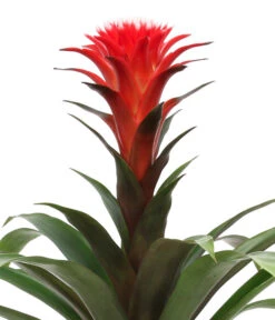 Bromelien-Set, 4-teilig -Deutschland Genussgarten Verkaufs-Shop 8628042 WE DE 003 BromelienRoyal4Set