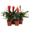 Bromelien-Set, 4-teilig