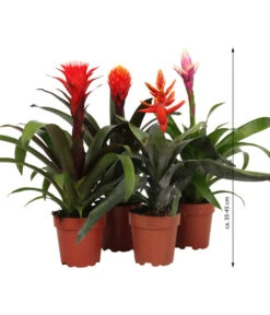 Bromelien-Set, 4-teilig -Deutschland Genussgarten Verkaufs-Shop 8628042 WE FS 003 BromelienRoyal4Set