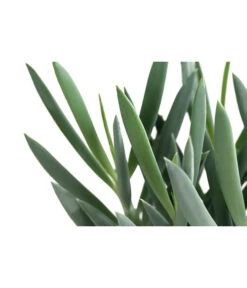 Greiskraut - Senecio Talinoides 'Aquarine Mount Everest®' -Deutschland Genussgarten Verkaufs-Shop 8634156 WE DE 001 SenecioMountEverestT12