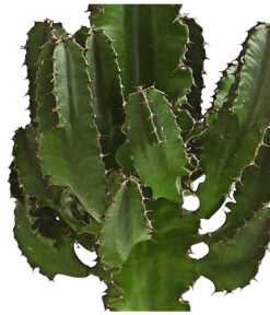 Abessinische Wolfsmilch - Euphorbia Abyssinica -Deutschland Genussgarten Verkaufs-Shop 8649626 WE DE 001 EuphorbiaAbyssinicaT18DehnerExpressHerzig
