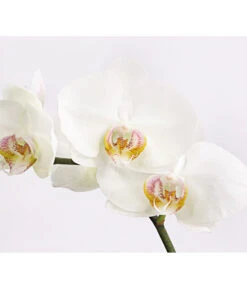 Schmetterlingsorchidee - Phalaenopsis Cultivars 'Crossing' -Deutschland Genussgarten Verkaufs-Shop 8649964 we DE 004 SchmetterlingsorchideePhalaenopsis1TrieberT12DehnerExpressHerzig