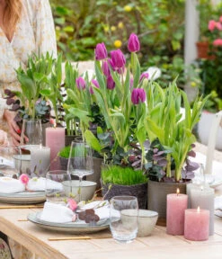 Tulpen 'Purple Flag' -Deutschland Genussgarten Verkaufs-Shop 8660102 WE MO 001 TulpenPurpleFlag