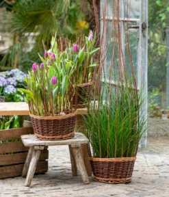 Tulpen 'Purple Flag' -Deutschland Genussgarten Verkaufs-Shop 8660102 WE MO 002 TulpenPurpleFlag