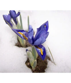 Netzblatt-Iris 'Harmony' -Deutschland Genussgarten Verkaufs-Shop 8662256 BlaueIrisPixabay