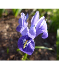 Netzblatt-Iris 'Harmony' -Deutschland Genussgarten Verkaufs-Shop 8662256 BlaueZwergIrisPixabay