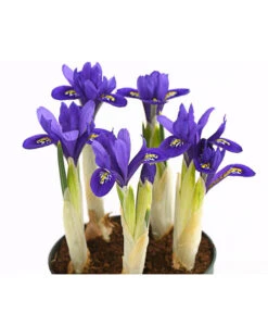 Netzblatt-Iris 'Harmony' -Deutschland Genussgarten Verkaufs-Shop 8662256 WE DE 001 IrisReticulataT9DehnerExpressHerzig