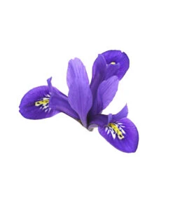 Netzblatt-Iris 'Harmony' -Deutschland Genussgarten Verkaufs-Shop 8662256 WE DE 002 IrisReticulataT9DehnerExpressHerzig