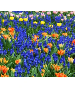 Traubenhyazinthe, Blau 8 Traubenhyazinthe, Blau -Deutschland Genussgarten Verkaufs-Shop 8662702 8662645 8662710 HyazintheBlauMuscariTraubenhyazinthePixabay