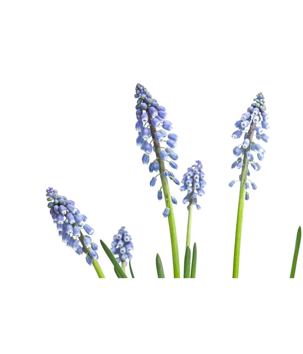 Traubenhyazinthe, Blau 6 Traubenhyazinthe, Blau – Bild 6