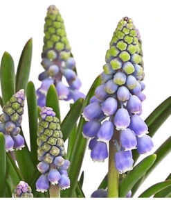 Traubenhyazinthe, Blau 10 Traubenhyazinthe, Blau -Deutschland Genussgarten Verkaufs-Shop 8662702 WE DE 002 TraubenhyazintheMuscariArmeniacumT9DehnerExpressHerzig