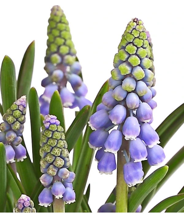Traubenhyazinthe, Blau 5 Traubenhyazinthe, Blau – Bild 5