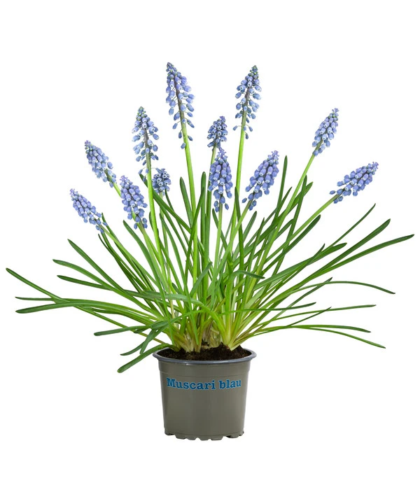 Traubenhyazinthe, Blau 1 Traubenhyazinthe, Blau