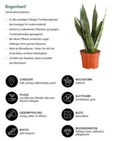Bogenhanf - Sansevieria Zeylanica -Deutschland Genussgarten Verkaufs-Shop 8670523 WE IG 001 SansevierieSansevieriaZylanicaT12DehnerExpressHerzig