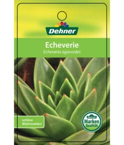 Echeverie - Echeveria Agavoides -Deutschland Genussgarten Verkaufs-Shop 8672636 Echeveriaagavoides 22022017 1