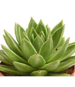 Echeverie - Echeveria Agavoides -Deutschland Genussgarten Verkaufs-Shop 8672636 WE DE 001 EcheveriaAgavoidesT10DehnerExpressHerzig