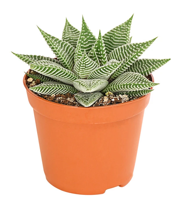 Haworthie - Haworthia 'Spider White' 1 Haworthie - Haworthia 'Spider White'