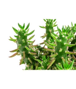 Feigenkaktus - Opuntia Subulata -Deutschland Genussgarten Verkaufs-Shop 8679284 WE DE 001 OpuntiaSubulataT14Opuntie